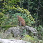 Der Luchs