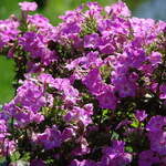 Artenreiche Flora