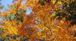 Goldener Herbst