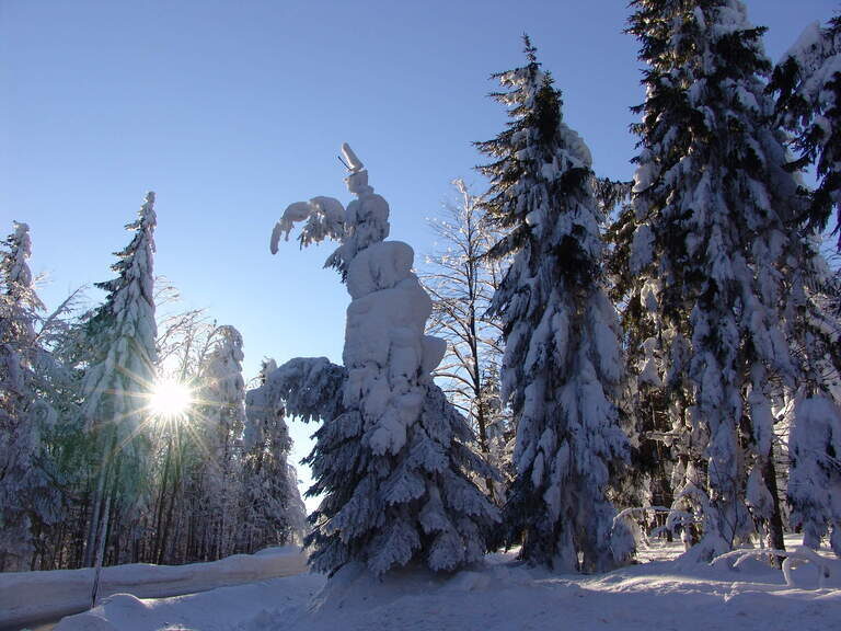 Die Sonne bricht durch die verschneiten Bäume im Bayerischen Wald. Der Winterwald wirkt ruhig und märchenhaft.
